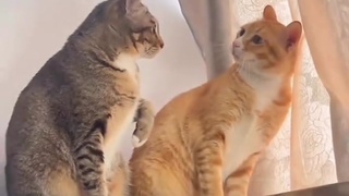 Cats dont eat Batty