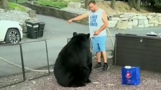 Bearly a high 5