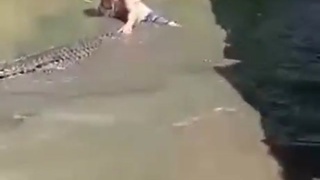 Leave The Swamp Puppies Alone