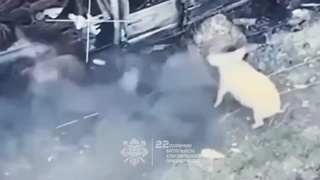 This Pig like it warm