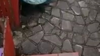 Very Dumb Burglar