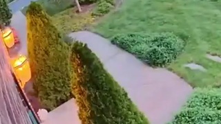 Dags And Their Bitches