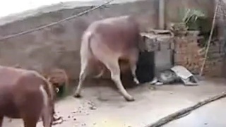 Killer Bull