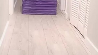 coolest dog ever