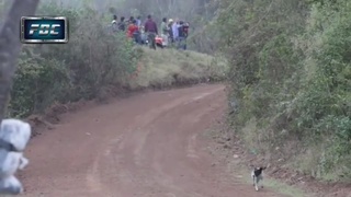 Lucky dog