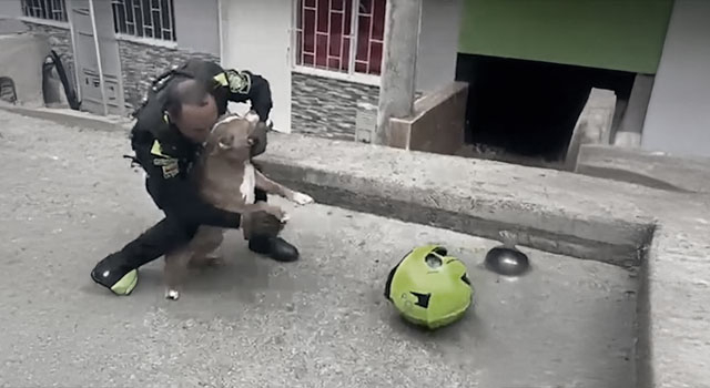 ANIMALS FUCKING HATE US: VOLUME 241