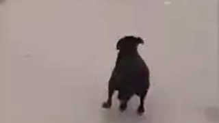 Dog rescue hero
