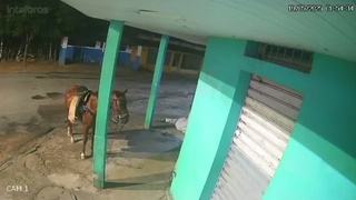 Drunk gets fillet in front of a horse
