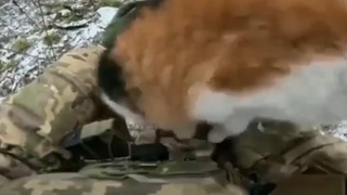 Ukrainian drone operator harassed by cat