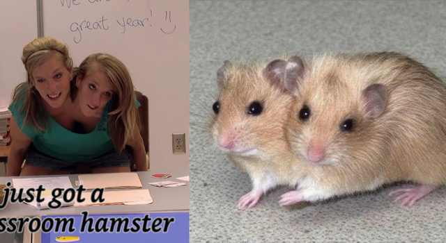 A new class pet