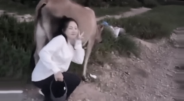 ANIMALS FUCKING HATE US: VOLUME 247