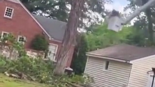 Tree Cutting