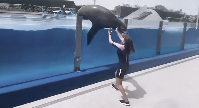 ANIMALS FUCKING HATE US: VOLUME 246
