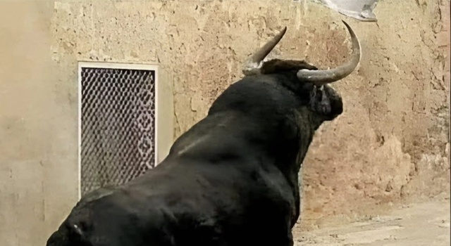 Bulls
