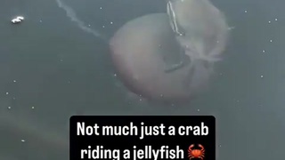 @mr_krabs jumping the shuttle to bikini bottom