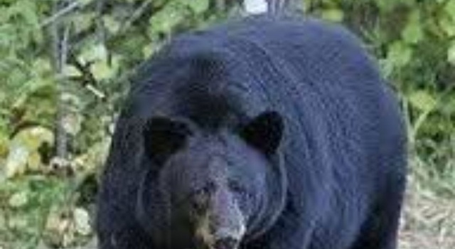 A wild Bear Has Appeared