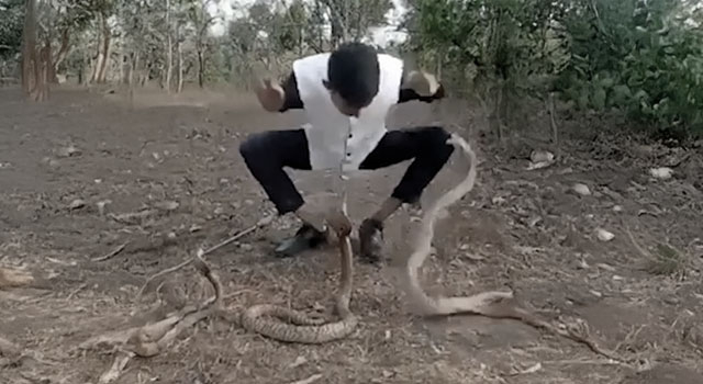 ANIMALS FUCKING HATE US: VOLUME 252