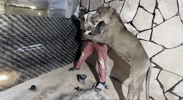 ANIMALS FUCKING HATE US: VOLUME 250