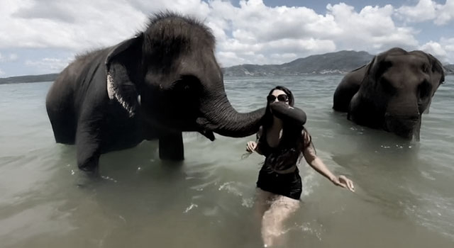 ANIMALS FUCKING HATE US: VOLUME 251