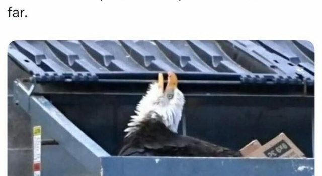 a bald eagel
