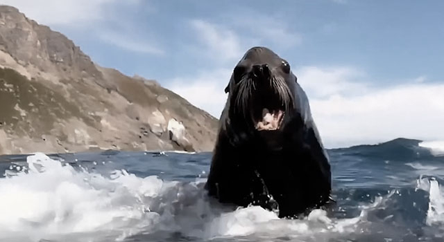 ANIMALS FUCKING HATE US: VOLUME 249
