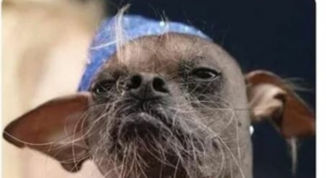 Shave It