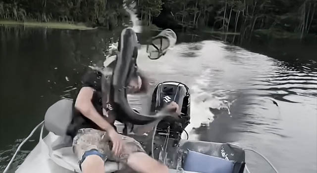 ANIMALS FUCKING HATE US: VOLUME 256