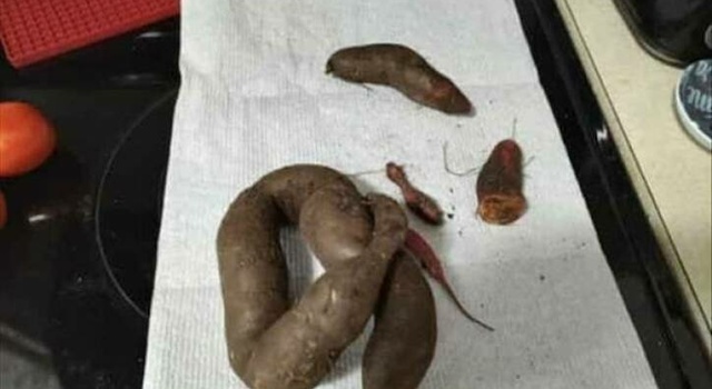 Sweet Shit Potato
