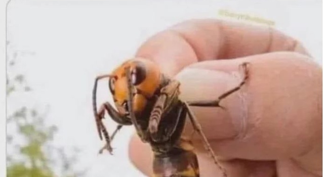 Very Dangerous