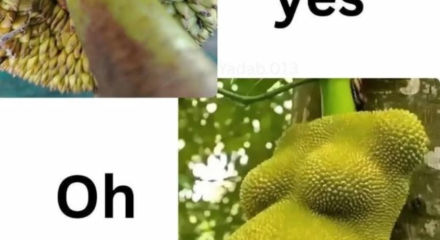 Oh No Step Plant