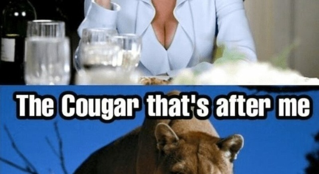the cougar