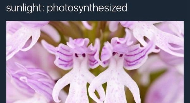 Photosynthesis And Chill