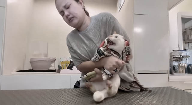 ANIMALS FUCKING HATE US: VOLUME 260