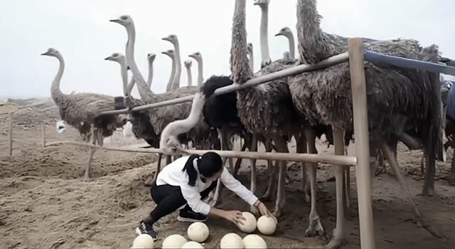 ANIMALS FUCKING HATE US: VOLUME 262