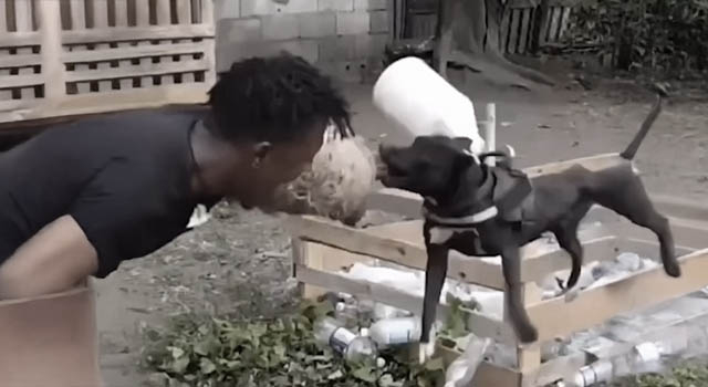 ANIMALS FUCKING HATE US: VOLUME 265