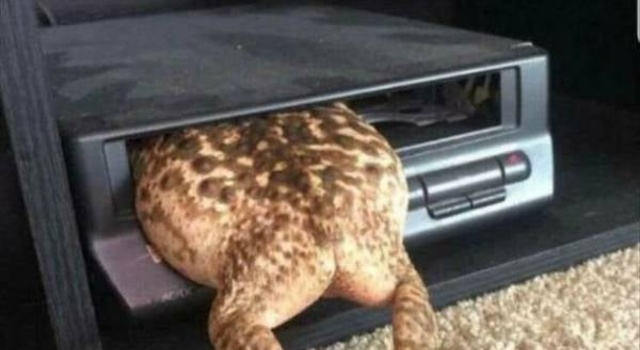 Oh No Froggy Stuck