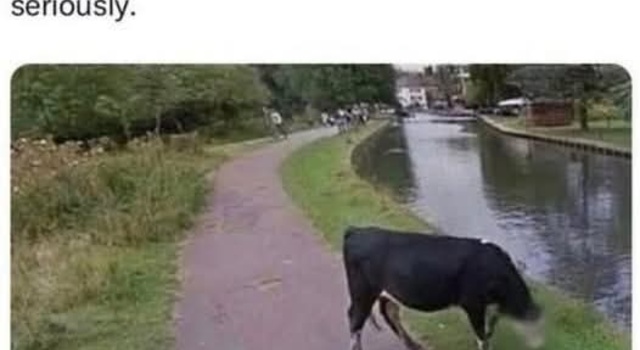 Protect The Cows
