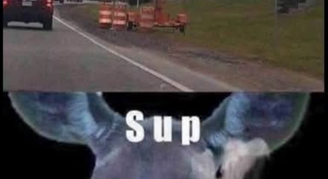 Beware Of The Deer
