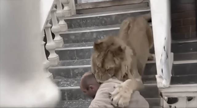 ANIMALS FUCKING HATE US: VOLUME 267