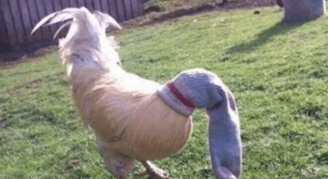On My Cock