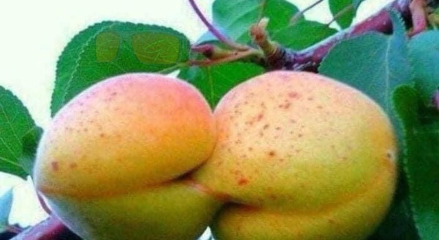 Peaches Be Like