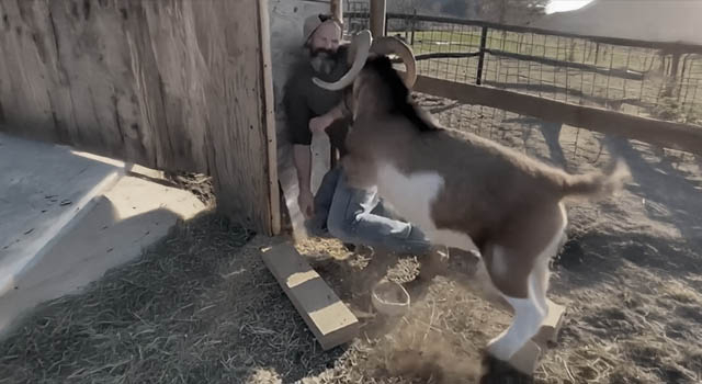ANIMALS FUCKING HATE US: VOLUME 272