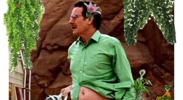 water my plants