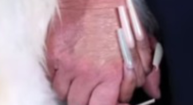 You Will Never Believe Who's Holding The Hand Of An Illegal Immigrant! Maybe You Won't Have To Guess ..It All Depends On The Thumbnail