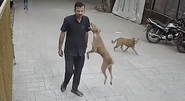 ANIMALS FUCKING HATE US: VOLUME 275
