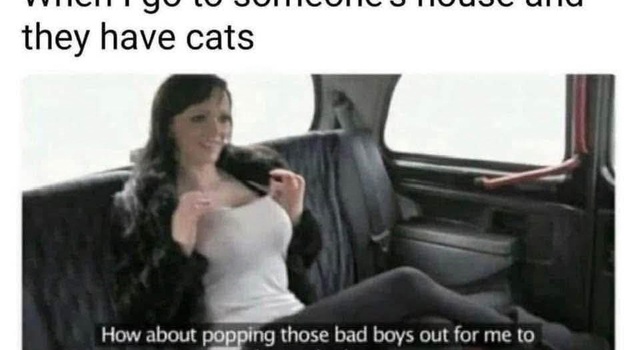 The Cats Are Crazy