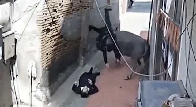 ANIMALS FUCKING HATE US: VOLUME 279