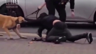 Police dog