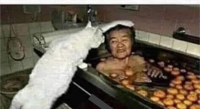 Cat's Revenge