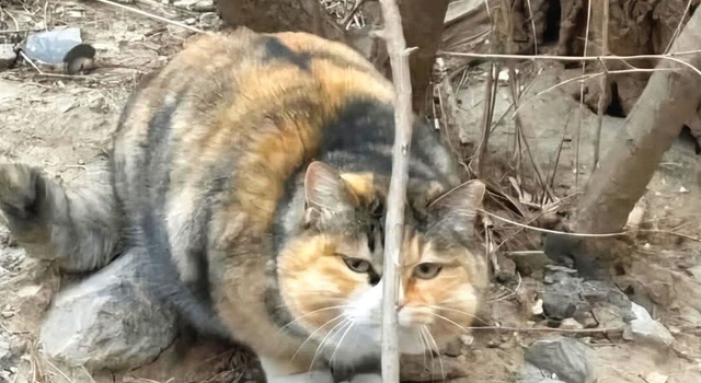 Try To Hide